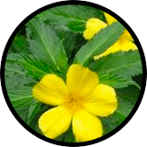 Damiana Leaf