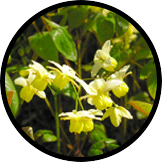 epimedium-extract