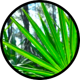 Saw Palmetto